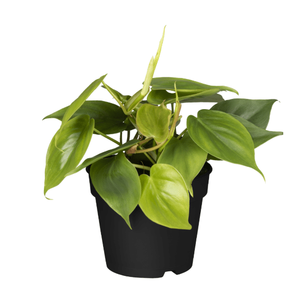 Büropflanze Philodendron